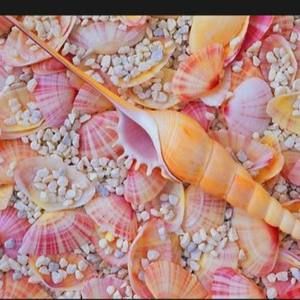 Meet your Posher, Hailey